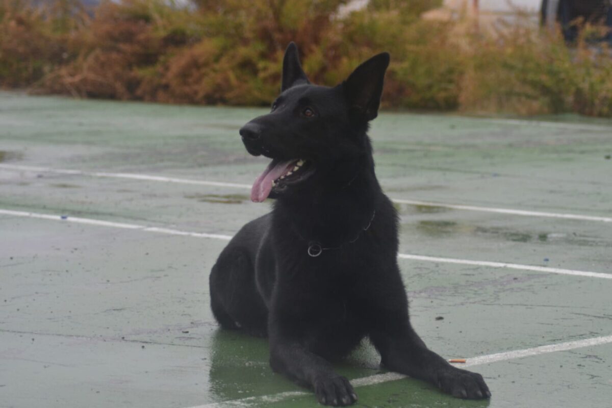 El policía local Jesús Yeguas y su perro Drako, terceros en el Campeonato Alcazaba de canes detectores