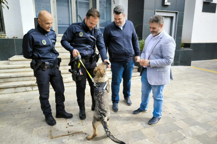 Maracena refuerza su Unidad Canina con Bruma, una perra de seguridad y acompañamiento